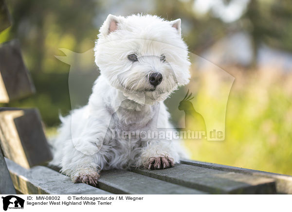 liegender West Highland White Terrier / lying West Highland White Terrier / MW-08002