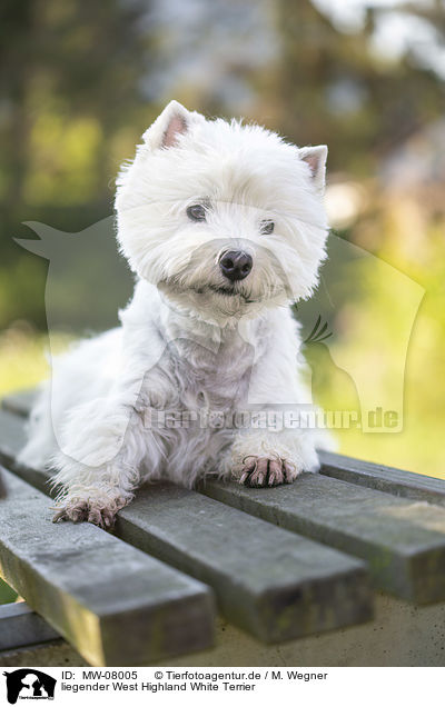 liegender West Highland White Terrier / MW-08005