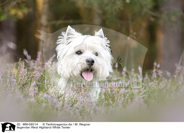 liegender West Highland White Terrier / lying West Highland White Terrier / MW-08014