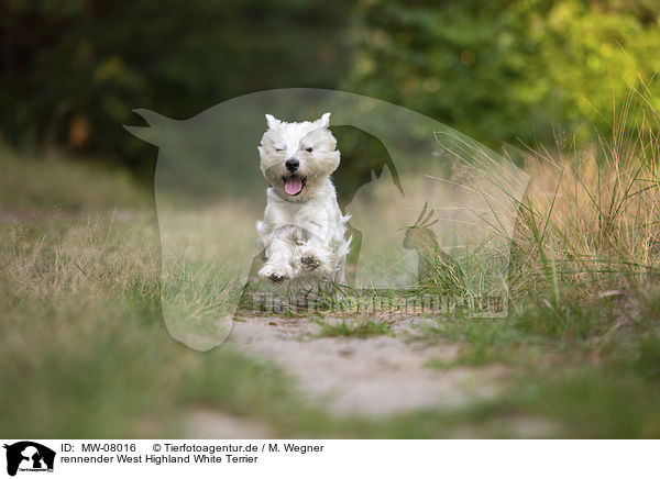 rennender West Highland White Terrier / MW-08016