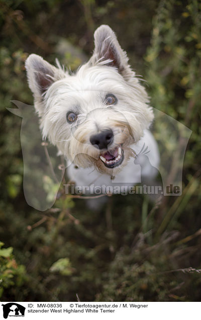 sitzender West Highland White Terrier / sitting West Highland White Terrier / MW-08036