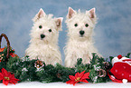 West Highland White Terrier Welpen zu Weihnachten