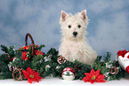 West Highland White Terrier Welpe zu Weihnachten