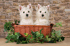 West Highland White Terrier