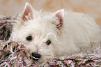 West Highland White Terrier Welpe