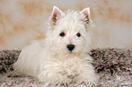 West Highland White Terrier Welpe