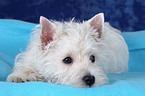 West Highland White Terrier Welpe