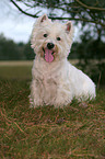 West Highland White Terrier