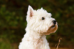 West Highland White Terrier Portrait