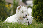 West Highland White Terrier