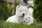 West Highland White Terrier