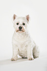 sitzender West Highland White Terrier