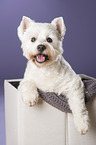 West Highland White Terrier Portrait