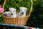 West Highland White Terrier Welpen