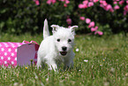 West Highland White Terrier Welpe