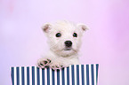 West Highland White Terrier Welpe