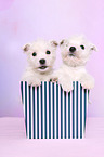 2 West Highland White Terrier Welpen