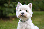 West Highland White Terrier Portrait