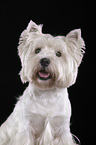 West Highland White Terrier Portrait