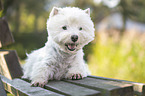 liegender West Highland White Terrier