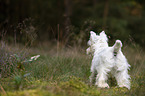 stehender West Highland White Terrier