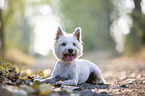 liegender West Highland White Terrier