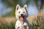 West Highland White Terrier Portrait