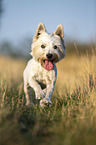 rennender West Highland White Terrier