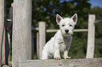 stehender West Highland White Terrier