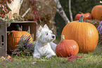 West Highland White Terrier im Herbst