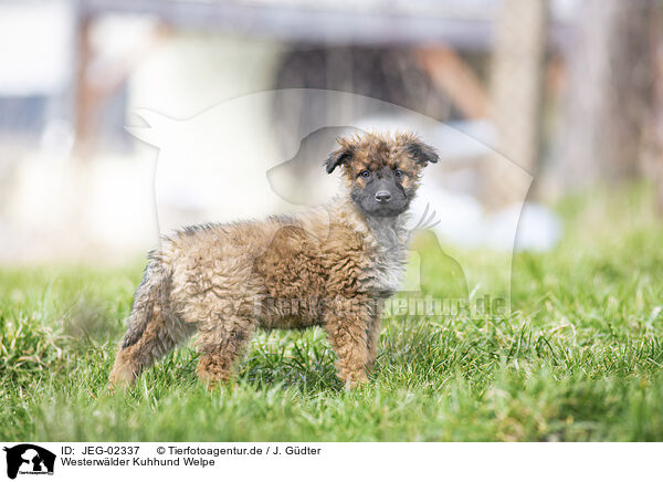 Westerwlder Kuhhund Welpe / JEG-02337
