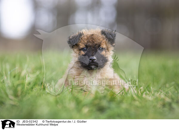 Westerwlder Kuhhund Welpe / JEG-02342