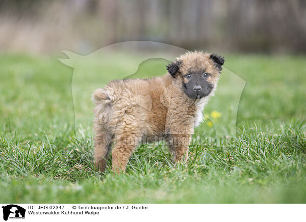 Westerwlder Kuhhund Welpe / Westerwald Cowdog Puppy / JEG-02347