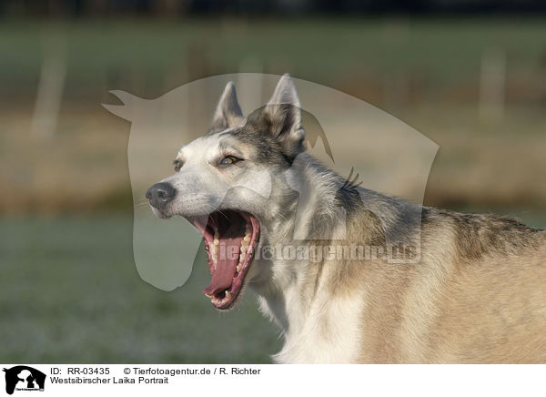 Westsibirscher Laika Portrait / Westsiberian Laika Portrait / RR-03435