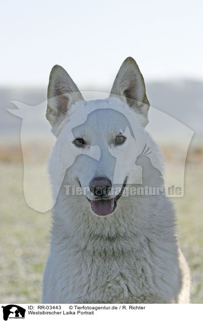 Westsibirscher Laika Portrait / Westsiberian Laika Portrait / RR-03443