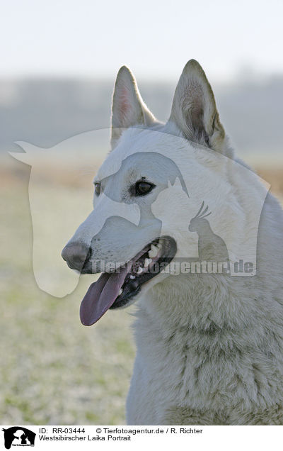 Westsibirscher Laika Portrait / Westsiberian Laika Portrait / RR-03444