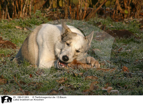 Laika knabbert an Knochen / gnawing dog / DB-01383