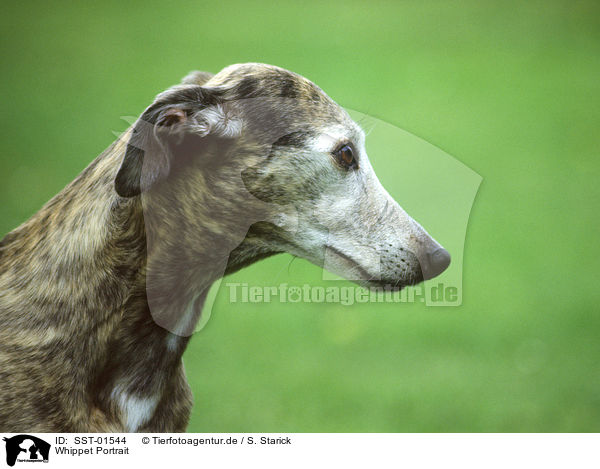 Whippet Portrait / Whippet Portrait / SST-01544