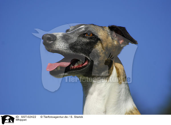 Whippet / Whippet / SST-02422