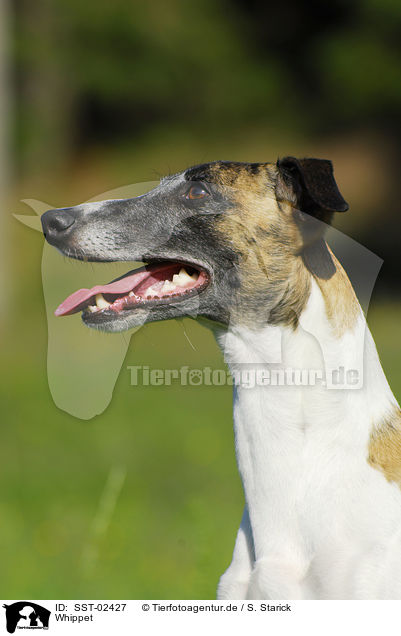 Whippet / Whippet / SST-02427