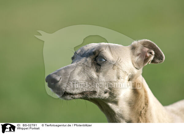 Whippet Portrait / Whippet Portrait / BS-02781