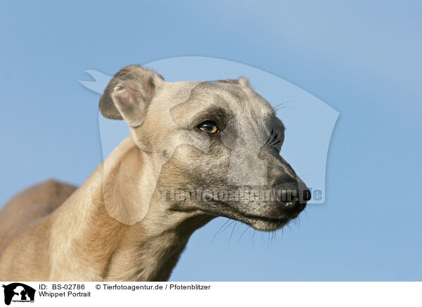 Whippet Portrait / Whippet Portrait / BS-02786