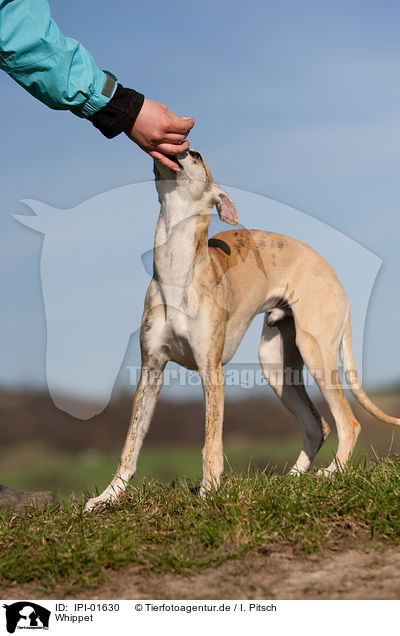 Whippet / Whippet / IPI-01630