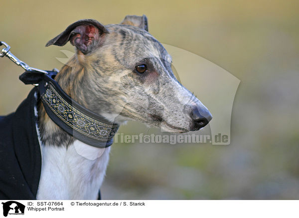 Whippet Portrait / sighthound portrait / SST-07664