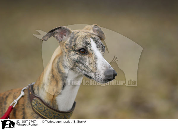 Whippet Portrait / sighthound portrait / SST-07671