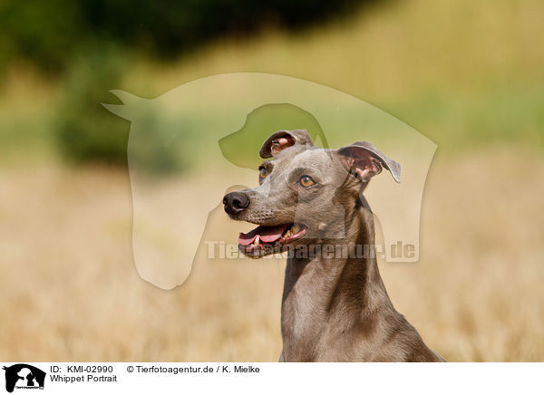 Whippet Portrait / sighthound portrait / KMI-02990