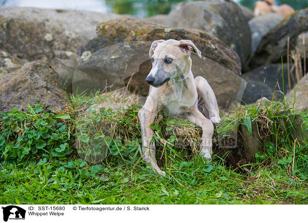 Whippet Welpe / Whippet puppy / SST-15680