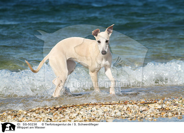 Whippet am Wasser / Whippet at the water / SS-50236