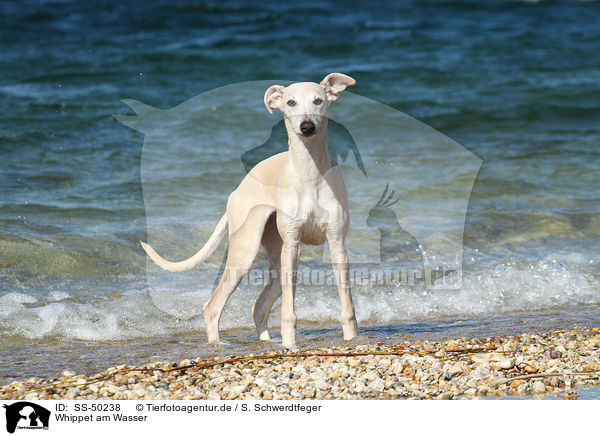 Whippet am Wasser / Whippet at the water / SS-50238