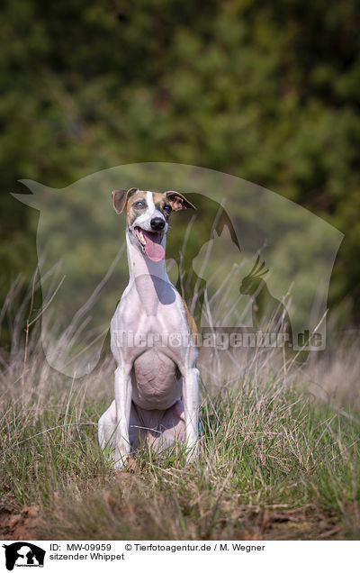 sitzender Whippet / sitting Whippet / MW-09959